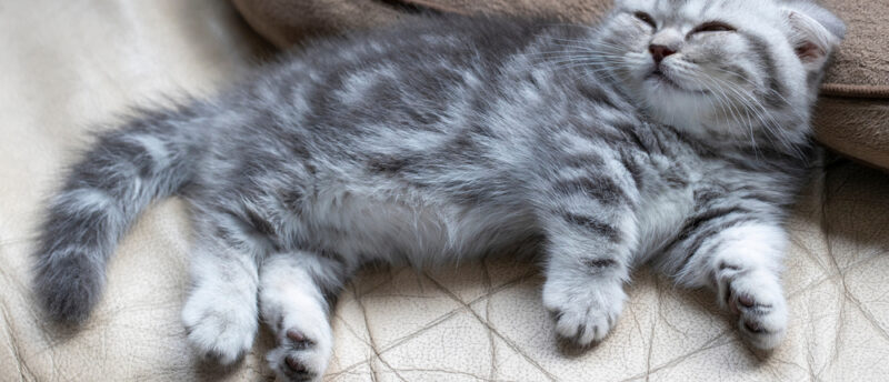 ミヌエットのかかりやすい病気は？予防のポイントと遺伝性の健康リスクとは