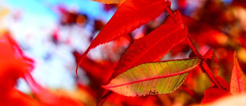 12星座別 2025年10月の運勢【占いの館 千里眼】桂(かつら)先生月間連載