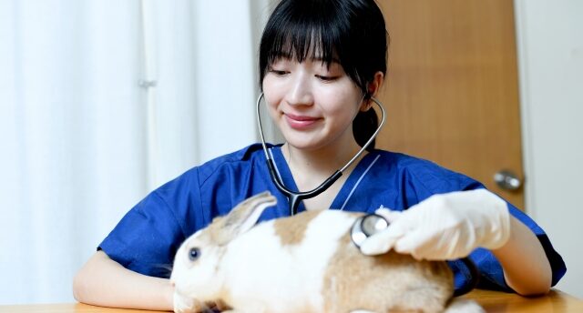 結婚できない獣医は結婚相談所がおすすめ！結婚相談所での婚活が有効な理由