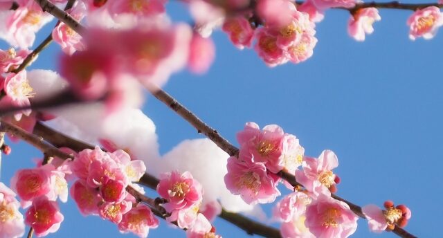 12星座別 2026年2月の運勢【占いの館 千里眼】桂(かつら)先生月間連載